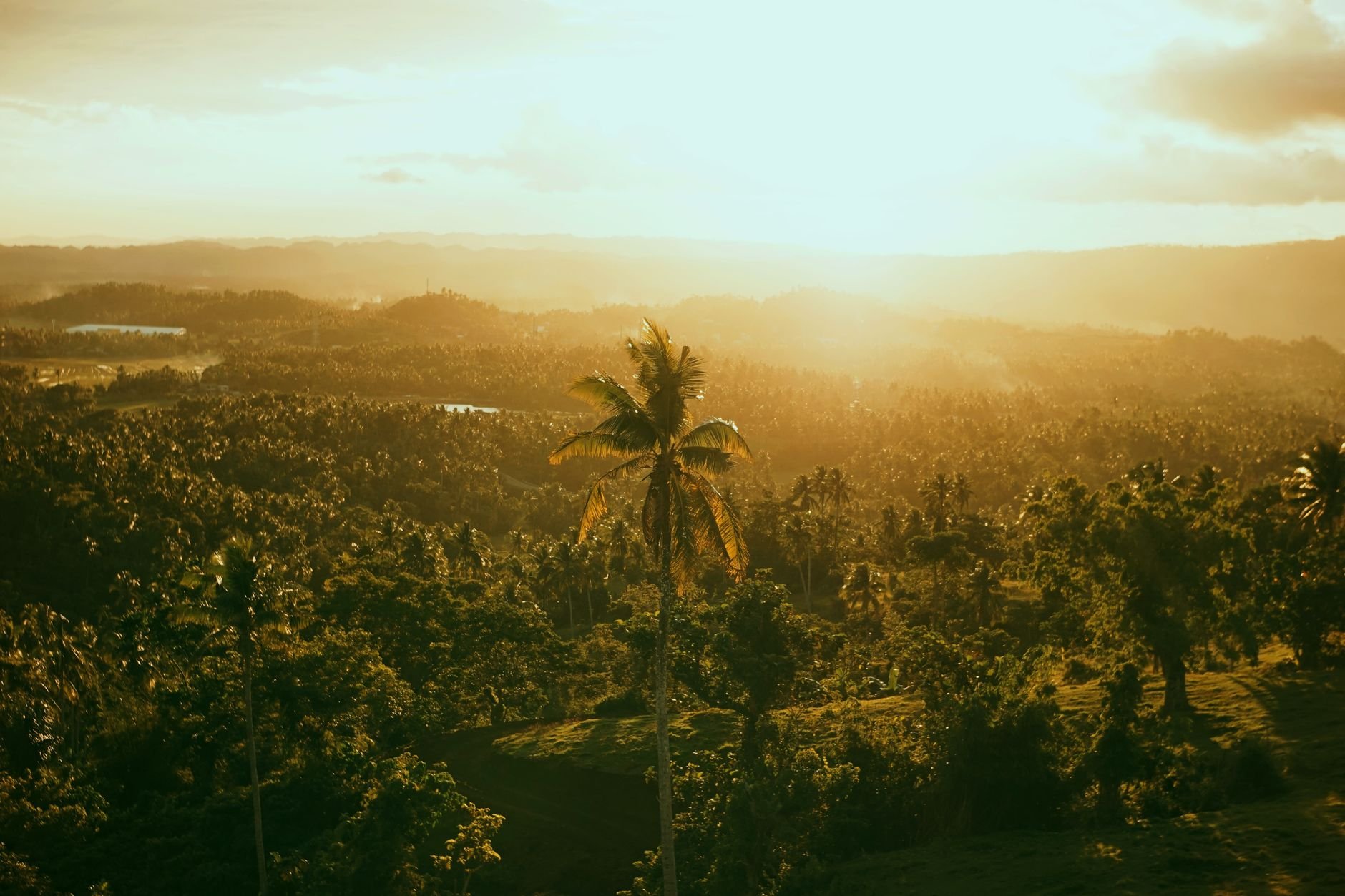 Lush tropical landscape with palm trees at golden sunset hour in Goa